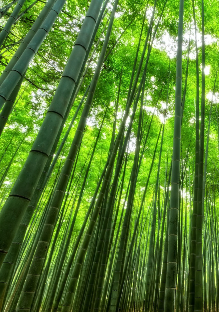 ASPI Climate Action Brief Vietnam AVPI